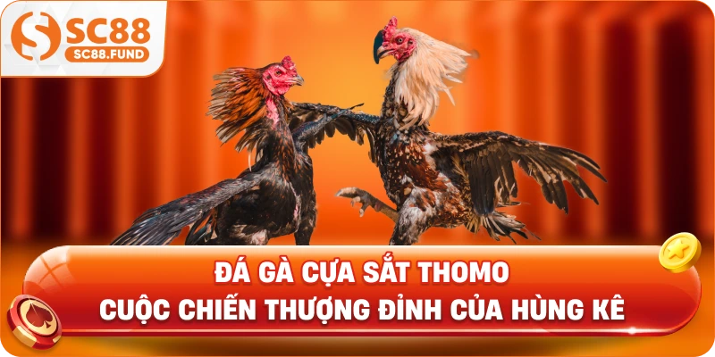 Đá Gà Cựa Sắt Thomo – Cuộc Chiến Thượng Đỉnh Của Hùng Kê